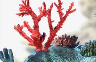 珊瑚的奇妙世界：你知道吗？