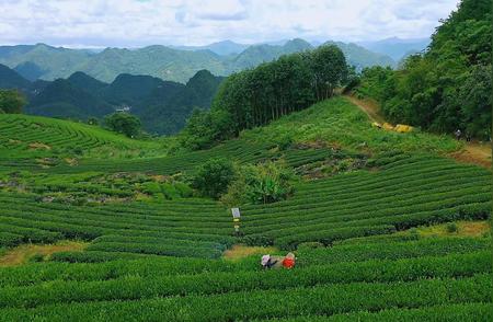 湖北鹤峰：夏茶季的丰收与茶农的喜悦