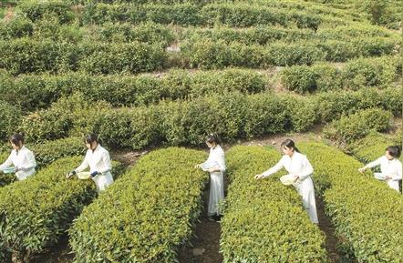 茶文化、品牌和科技：推动茶产业高质量发展的新引擎
