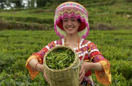 贵州桐梓：苗族妇女的夏茶采摘活动，助力村民增加收入