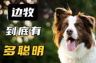 边境牧羊犬的惊人能力：看完我被深深吸引