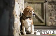 比格犬养护全攻略：从新手到专家的饲养经验分享