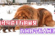 曾经的富豪犬种藏獒，为何如今无人问津？