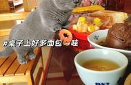 揭秘“蓝猫”被弃养的原因：这几点让人无法接受