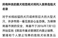 南昌中华田园犬：公开征求意见，是否属于危险犬种？