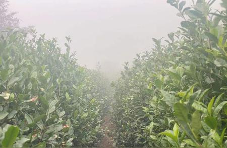十年间，杭州的'陆羽'们如何培育出上好的径山茶？