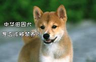 中华田园犬的禁养历程：最理智的观点，引人深思