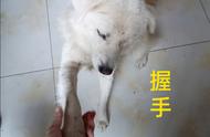 如何训练你的田园犬：常用口令指南