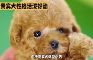 活泼聪明的贵宾犬：易于训练，对主人忠诚无比