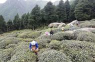 庐山高山云雾茶采摘季开启，游客纷纷参与体验
