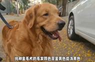 轻松掌握：如何辨别金毛犬是否纯种