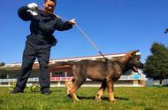 揭秘克隆警犬：中国首只上岗培训背后的科技力量