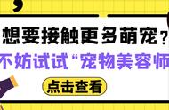 轻松掌握：宠物美容师证书报考全攻略