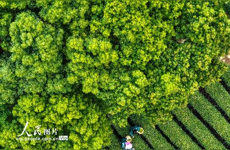 杭州西湖：龙井茶的采摘季节