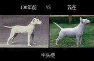 纯种犬：爱与痛的边缘