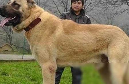 世界顶级凶猛犬类排名揭晓，你敢养吗？