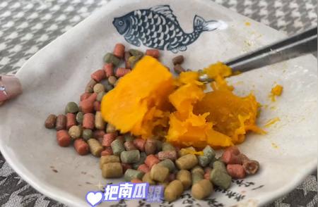 黄缘闭壳龟独特饮食习惯揭秘