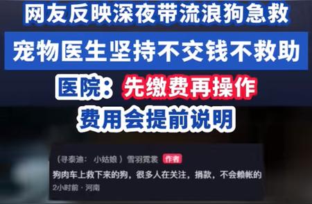 博主带流浪狗紧急救援！医生不救引争议！深度剖析背后的故事。