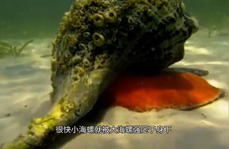 寄居蟹与海螺的奇妙邂逅