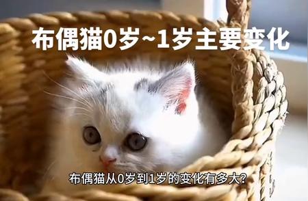 布偶猫一年成长全程解析：从初生到一岁变化揭秘