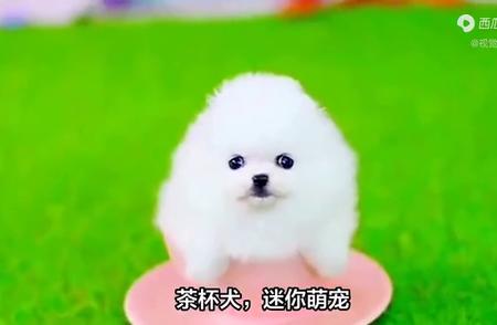 茶杯犬的养护指南：好不好养？