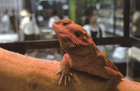 大连宠物市场的新宠热潮：手养鸟、蜜袋鼯等成新宠