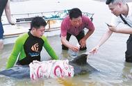 宁海海域两条海豚遇险，众人联手施救创造生命奇迹！