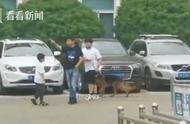 淘汰警犬引发抢购狂潮，最高价达33万！