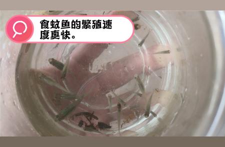 10大食蚊鱼养护技巧：如何让爱宠在水中健康成长