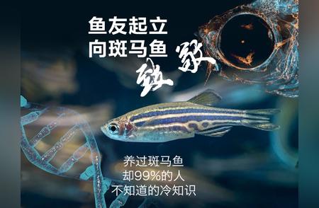 斑马鱼：水族爱好者的理想选择