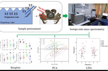 阳澄湖大闸蟹鉴别新突破：如何准确辨别原产蟹与“洗澡蟹”？