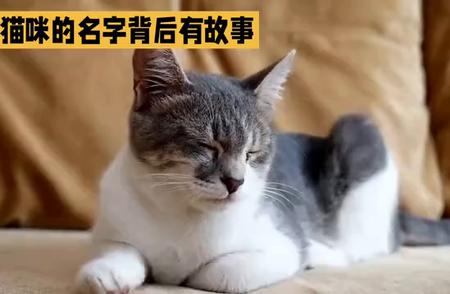 你的猫咪有哪些独特的名字？