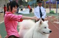 萨摩耶犬的全方位介绍：从外貌到性格的详细解析