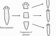 揭秘蠕虫断体再生之谜：荧光基因揭示全新再生机制