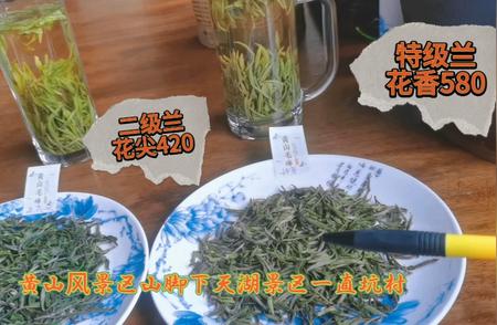 探访汤口—富溪一带：品味正宗核心产区的黄山毛峰