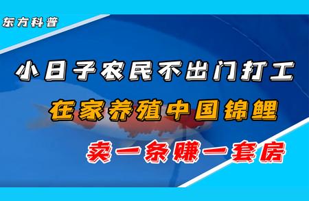 农民在家养殖锦鲤致富之路