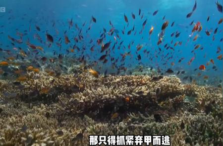 神秘海洋钓鱼大赛：探寻海洋生物的魅力