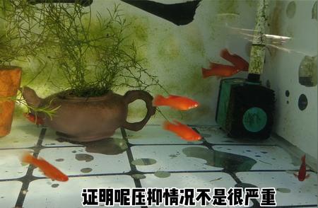 新到家的红箭鱼护理指南：注意事项全解析