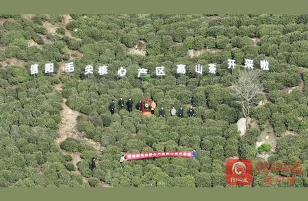 2024年信阳毛尖茶核心区域开启高山茶叶采摘季