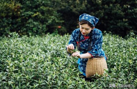 探索茶的世界：从茶叶到茶道的全面解析