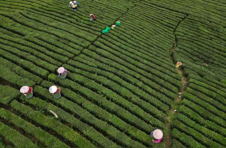 世界茶日特辑：探索一片茶叶的千年历史