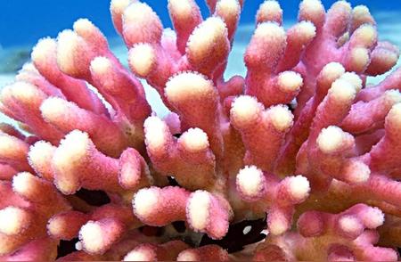 揭秘：一块珊瑚从203元到664万，大婶的坚持值得吗？
