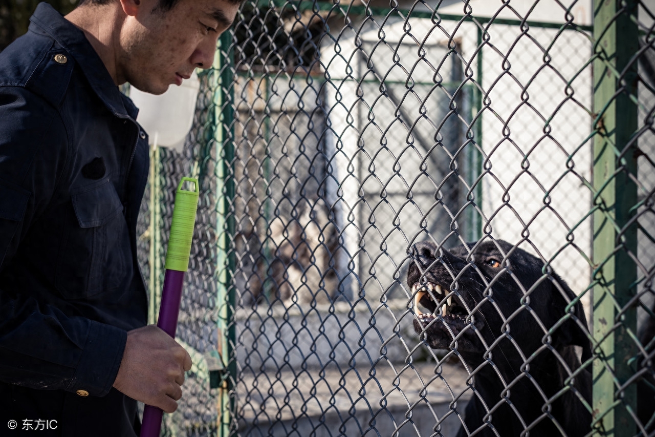 上海训犬师的日常 经营狗狗的“黄埔军校” 并提供宠物墓地