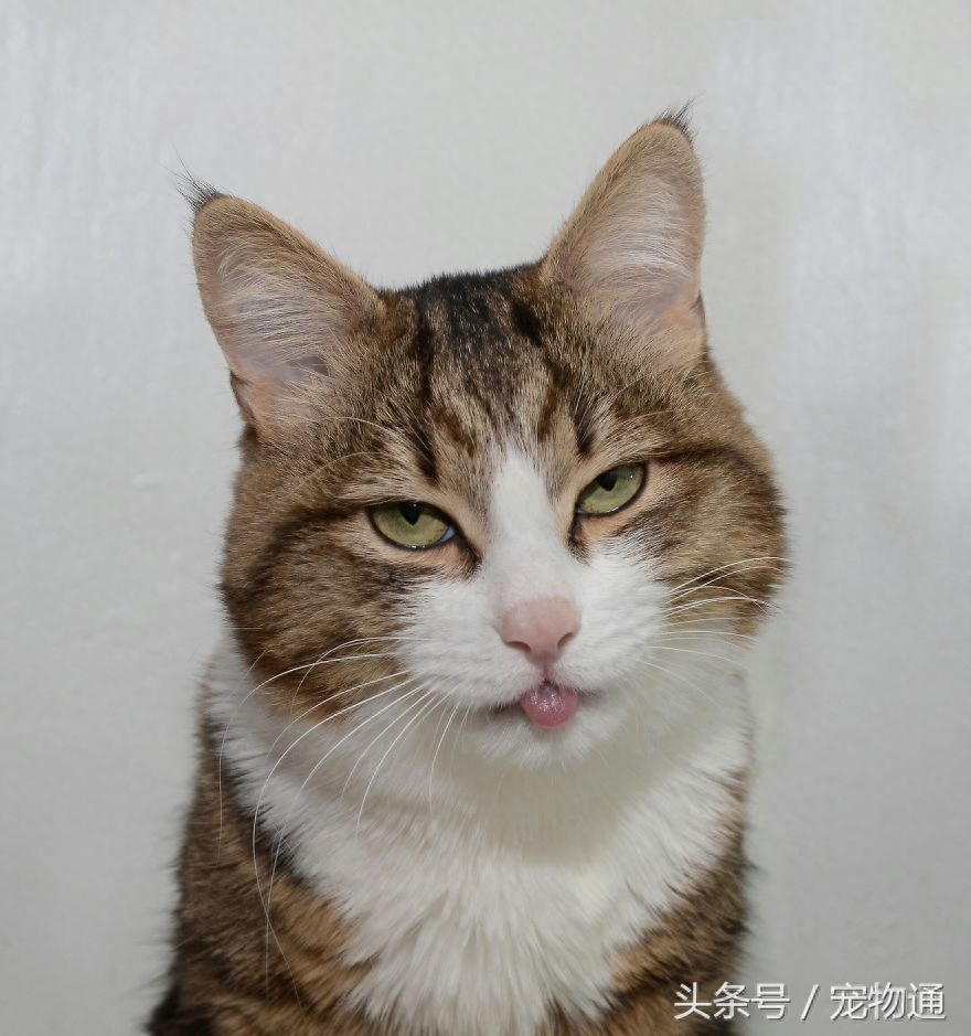 虎斑猫那些不可思议的人类表情。