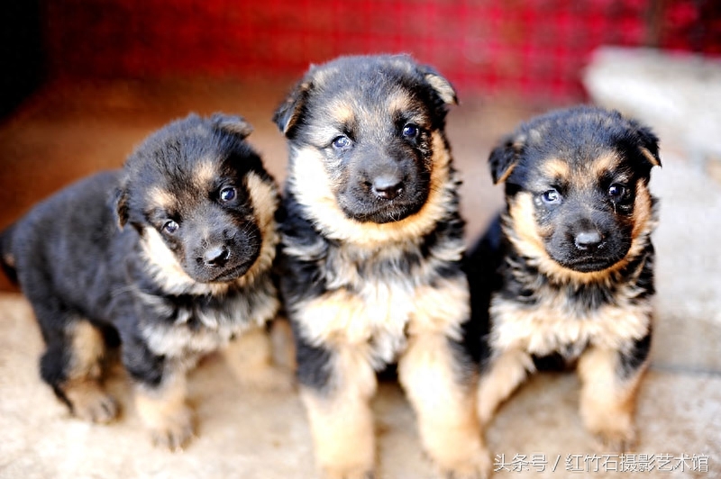 世界十大名犬威武德国牧羊犬幼犬图集呆萌又严肃看了你也想养一只