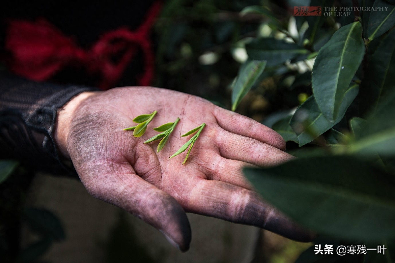 这才是真正的西湖龙井，与景区买的龙井茶价格相差很多，别被骗了