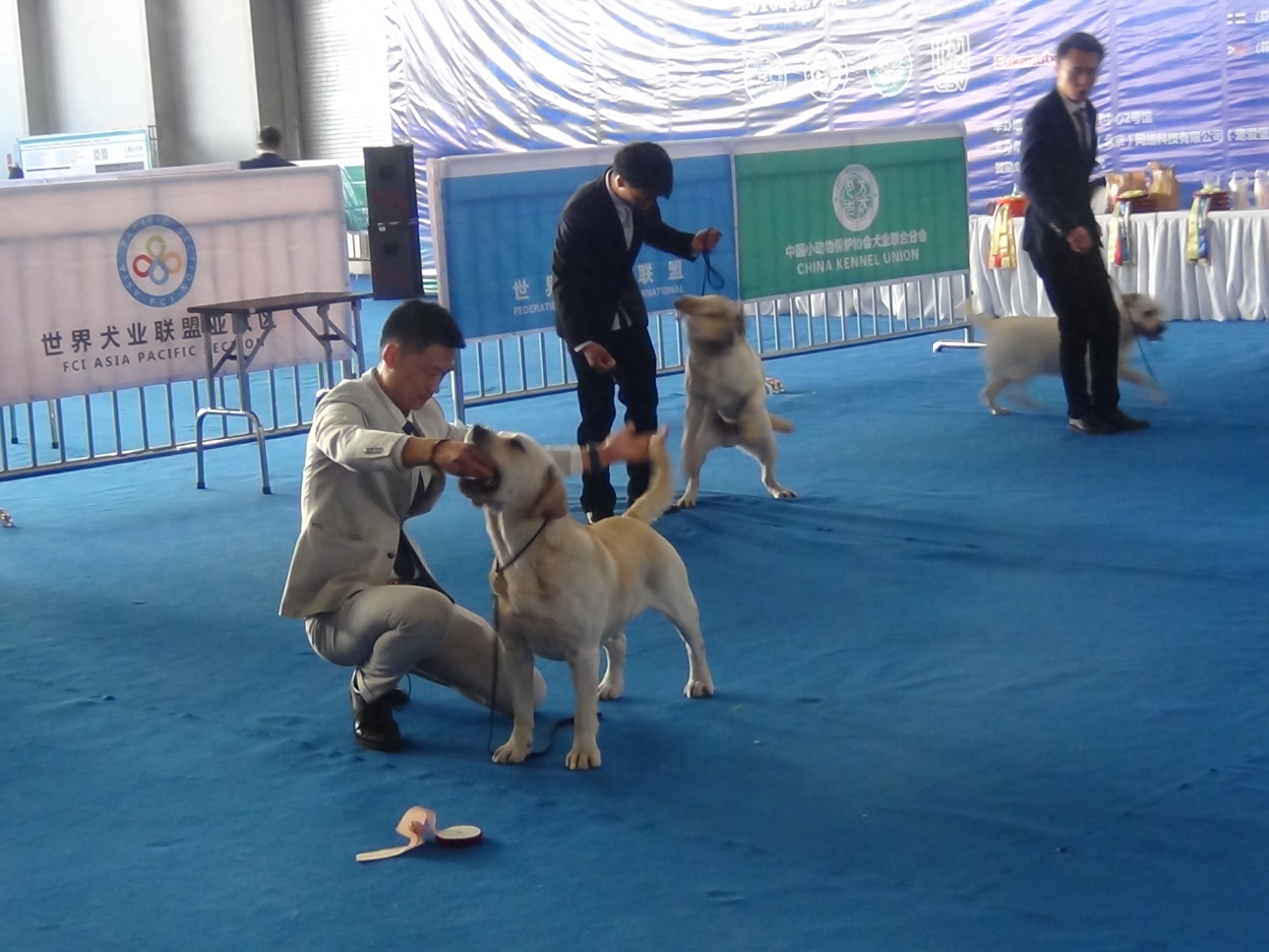 2016昆明国际宠物博览会，拉拉和金毛寻回猎犬展示