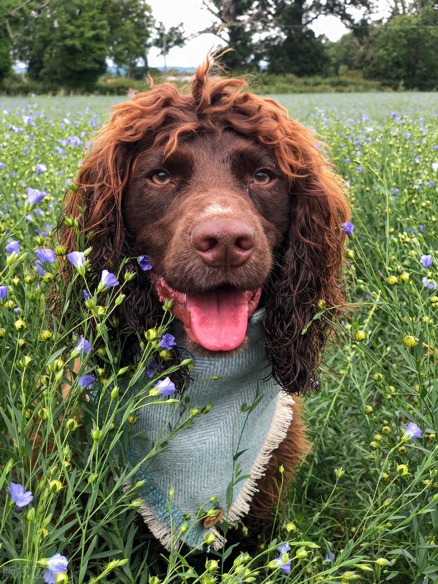 神似摇滚明星的犬，你见过么？英国可卡犬天生一头蓬松卷发