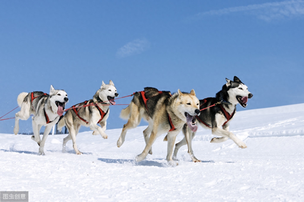 金毛、贵宾犬、哈士奇、柴犬等常见狗狗！哪种更适合做家庭犬？