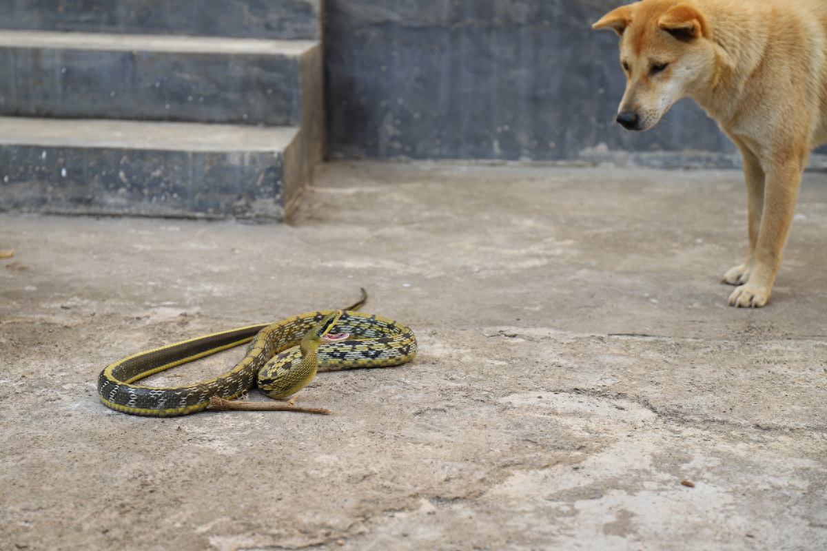 图虫人文摄影：这就是农村这就是虎斑猎犬，这就是中华田园犬